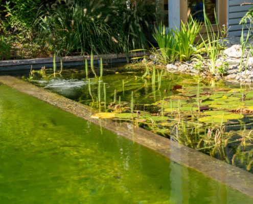 Pflanzzone am Schwimmteich