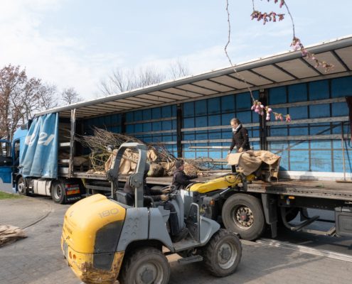 Anlieferung großer Bäume Anlieferung großer Bäume