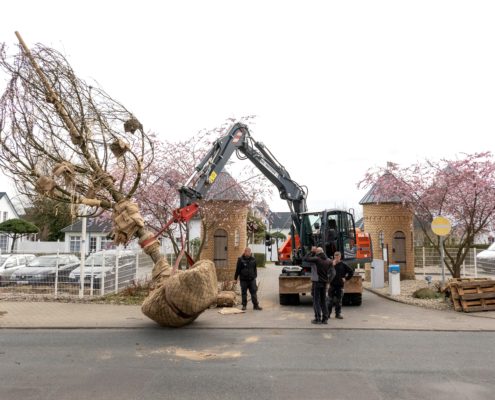 Anlieferung großer Bäume Anlieferung großer Bäume