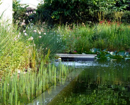 Pflanzzone am Schwimmteich