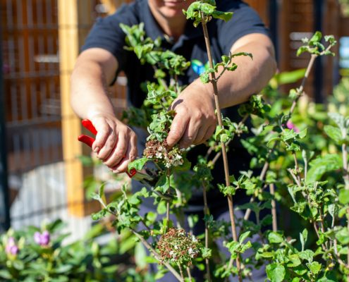 Beet- und Pflanzenpflege Beet- und Pflanzenpflege